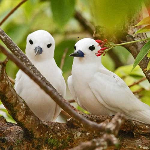 seychelles-booking-birds2-Bird-Island  (© Seychelles Booking)