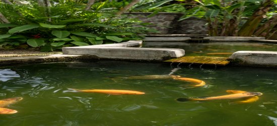 seychelles-booking-mahe-felicie-cottage-fish-pond2  (© Seychelles Booking)