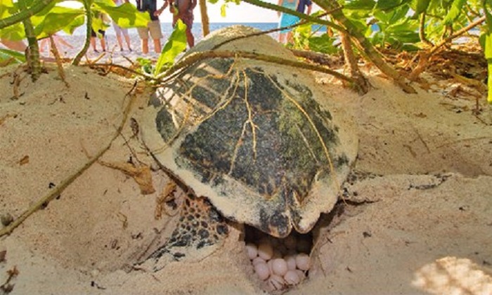 seychelles-booking-turtle1-Bird-Island  (© Seychelles Booking)