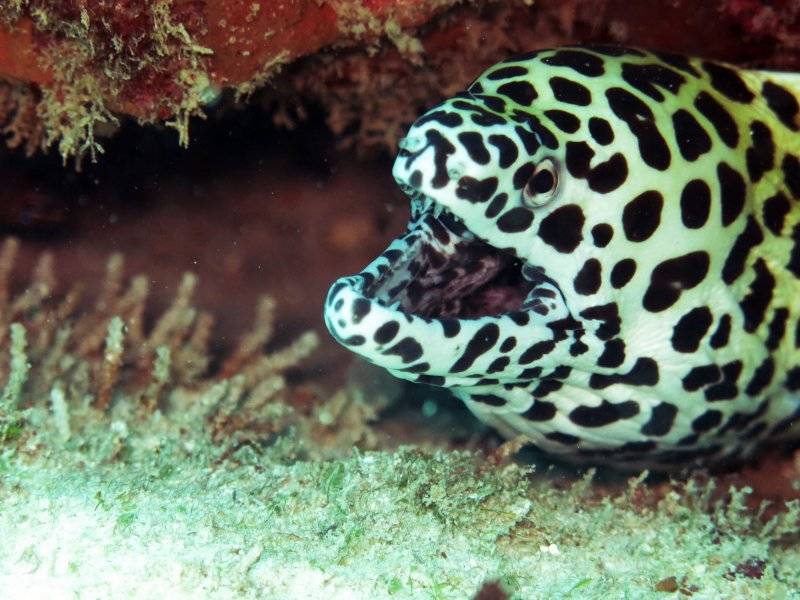 seychelles-mahe-blue-sea-divers-decouverte-22  (© Seychelles Booking)