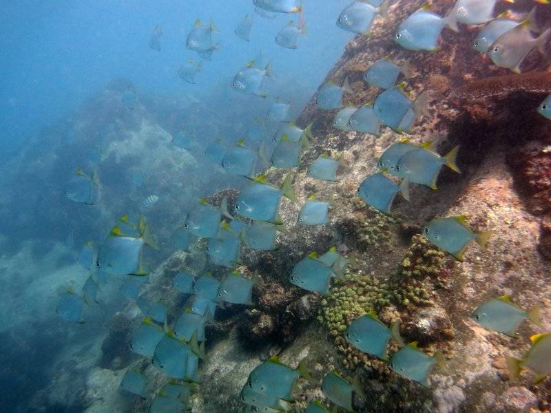 seychelles-mahe-blue-sea-divers-decouverte-23  (© Seychelles Booking)