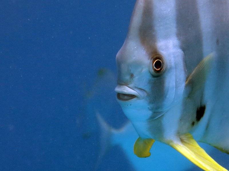 seychelles-mahe-blue-sea-divers-decouverte-38  (© Blue Sea Divers / Blue Sea Divers - FFESSM - CEDIP courses - 4 days (level 1))